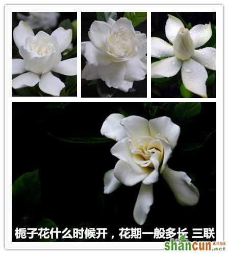 栀子花什么时候开，花期一般多长 山村.jpg