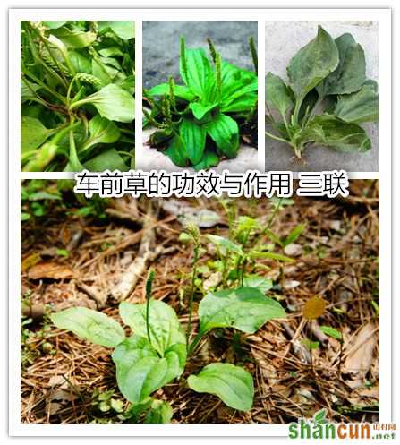 车前草的功效与作用 山村.jpg