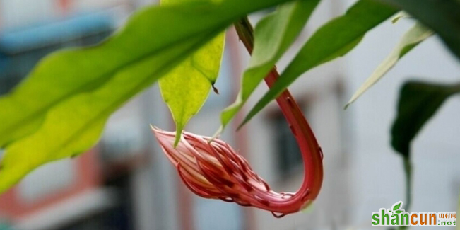 昙花的种植方法 种植昙花的注意事项