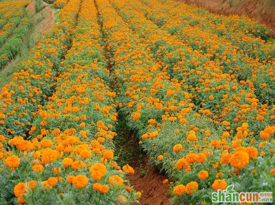 驱蚊草有哪几种，怎么养才容易活 山村