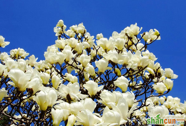 玉兰花是什么颜色的 山村