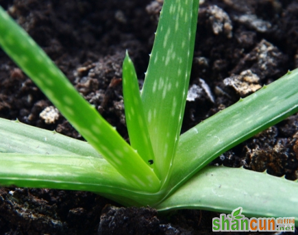 多年芦荟移植办法