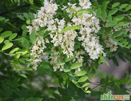 槐树花怎么吃好，有什么功效与作用 山村