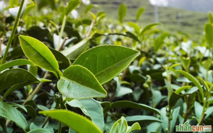 茶叶的种类及功效与作用大全，带你了解茶叶知识    山村