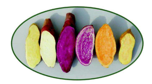 紫薯、白薯、红薯营养上有什么区别，你吃对了吗 山村