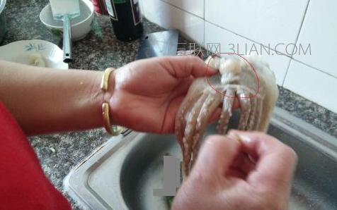 新鲜鱿鱼怎么处理及清洗方法介绍