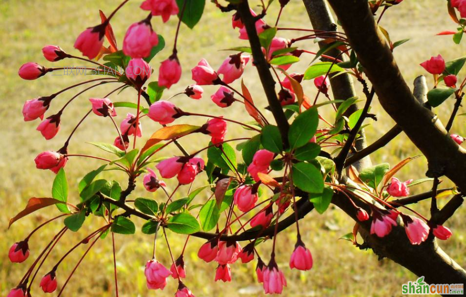 盆栽海棠花怎么养得好，每年什么时候开花    山村