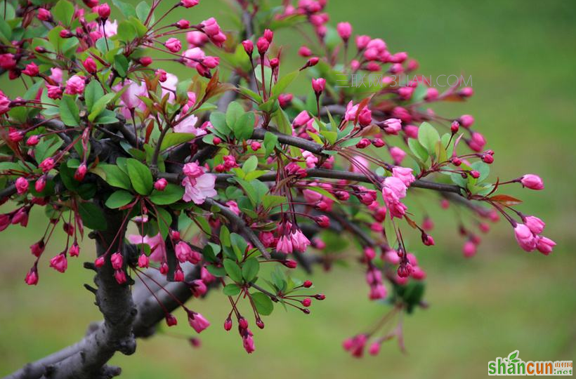 盆栽海棠花怎么养得好，每年什么时候开花    山村