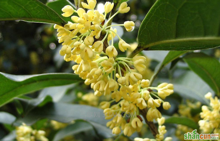 桂花什么时候开，花期一般有多长    山村