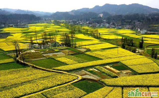 油菜花什么时候开，看油菜花去哪里好    山村