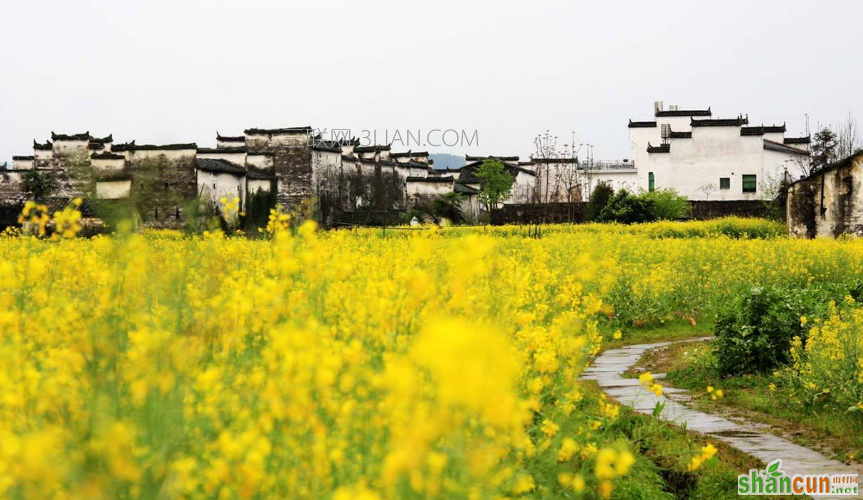 油菜花什么时候开，看油菜花去哪里好    山村