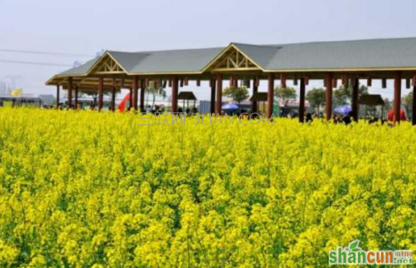 油菜花什么时候开，看油菜花去哪里好    山村