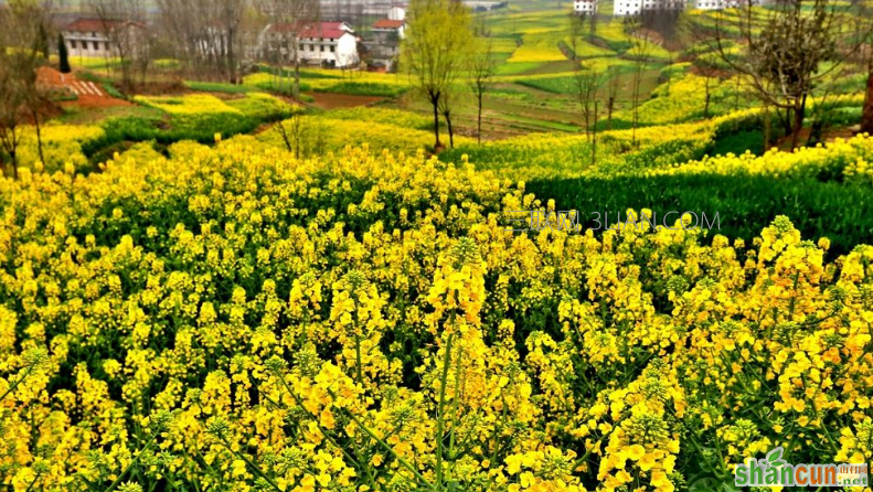 油菜花什么时候开，看油菜花去哪里好    山村