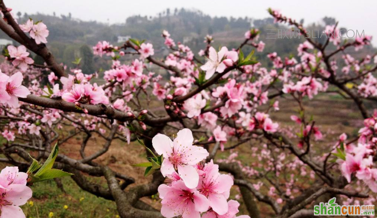 桃花可以吃的吗？有什么作用与功效    山村