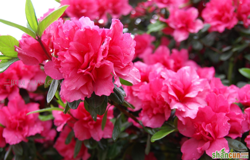 杜鹃花有哪些特点，它有毒吗   山村