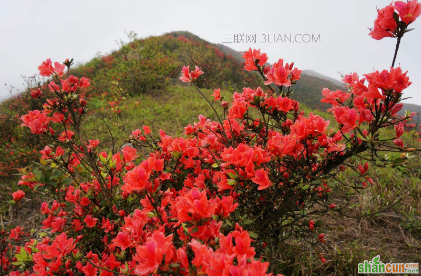 杜鹃花有哪些特点，它有毒吗   山村