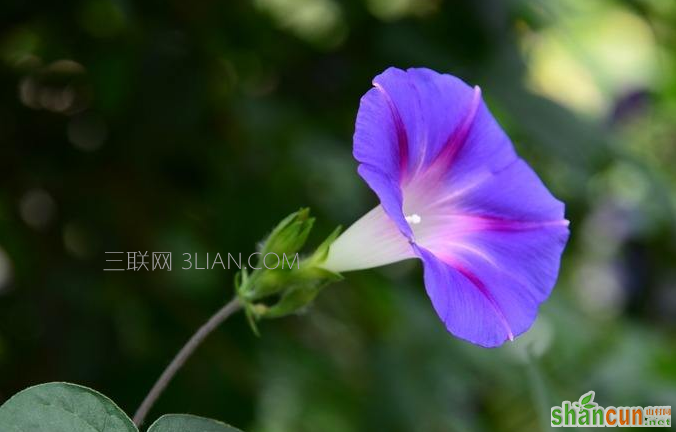 喇叭花的花语是什么，它有哪些特征    山村