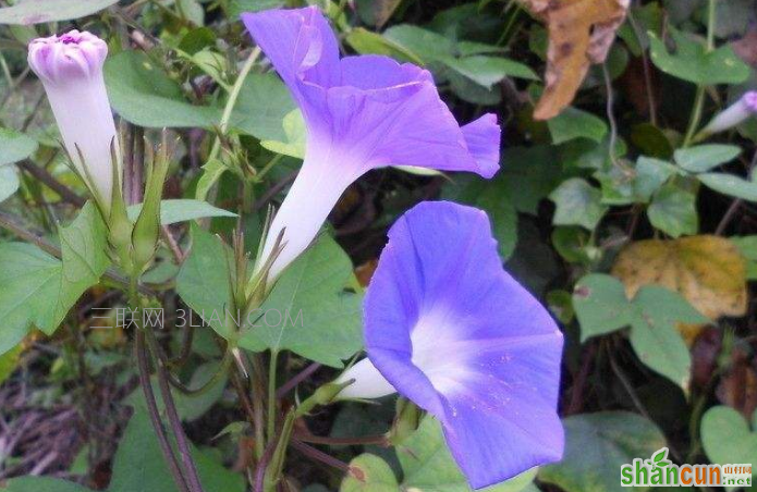 喇叭花的花语是什么，它有哪些特征    山村