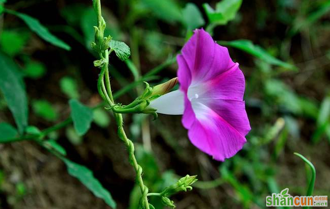 喇叭花的花语是什么，它有哪些特征    山村