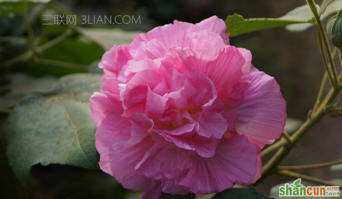 芙蓉花一般什么时候开，和木槿花有什么区别    山村