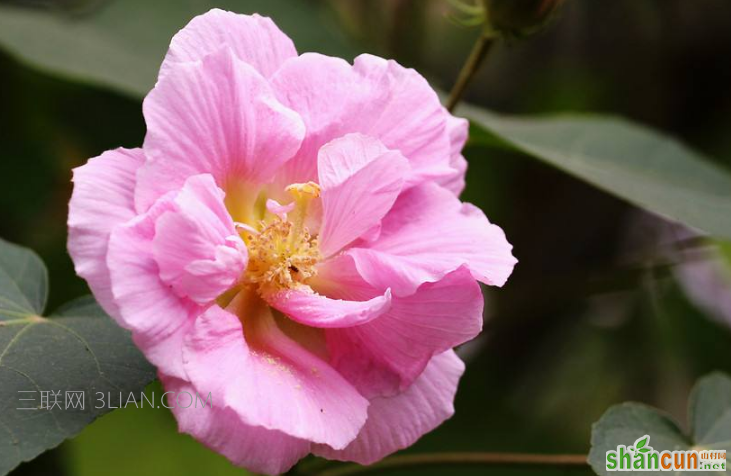 芙蓉花一般什么时候开，和木槿花有什么区别    山村