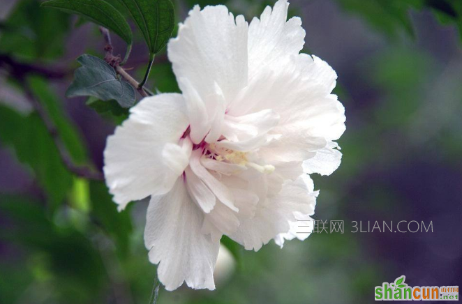 芙蓉花一般什么时候开，和木槿花有什么区别    山村