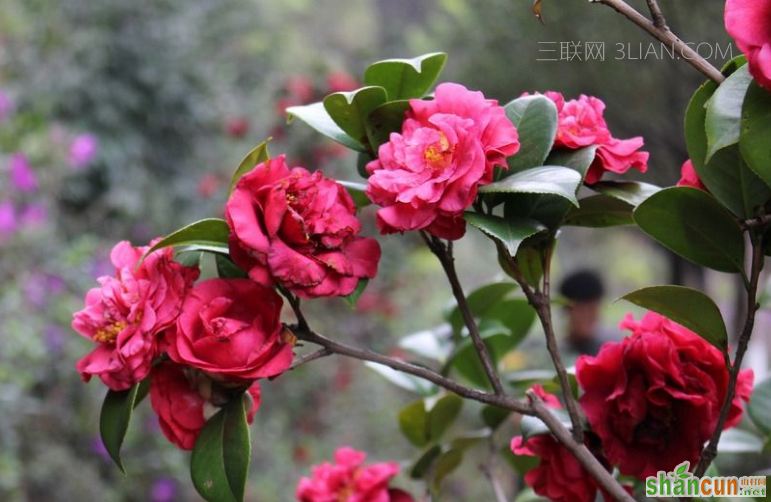 山茶花在家怎么养得好，让茶花绽放更持久的养殖方法    山村