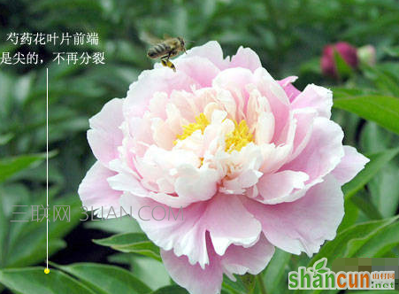 芍药花长什么样，与牡丹花有什么区别    山村