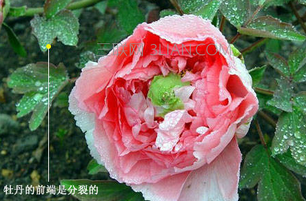 芍药花长什么样，与牡丹花有什么区别    山村