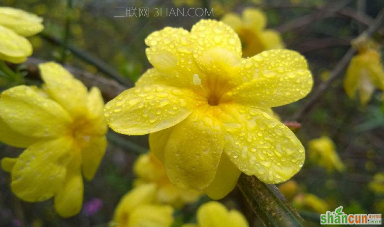 迎春花是什么颜色，开花的时候长什么样图片欣赏    山村