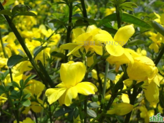 迎春花是什么颜色，开花的时候长什么样图片欣赏    山村