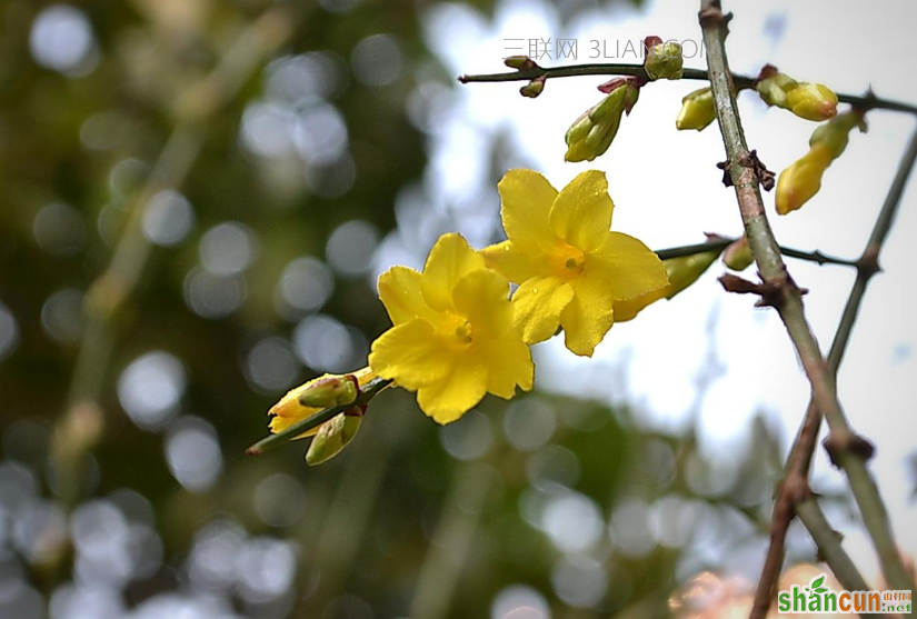 迎春花是什么颜色，开花的时候长什么样图片欣赏    山村