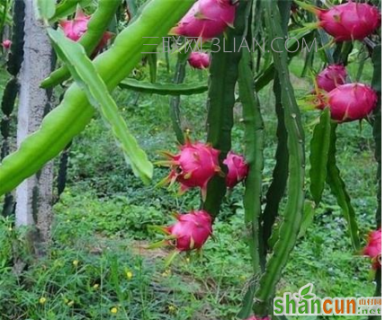 火龙果是仙人掌的果实吗，两者有什么关系 山村