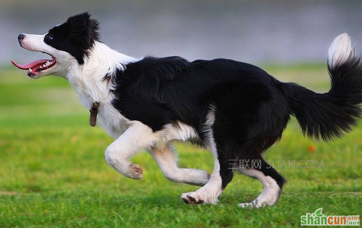 边境牧羊犬好养吗,如何掌握正确训练方法与技巧    山村