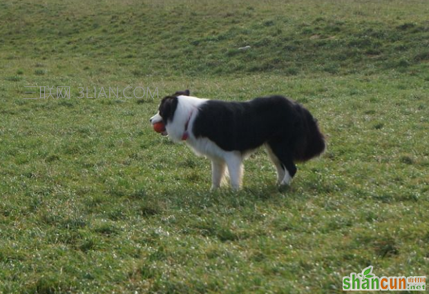 边境牧羊犬好养吗,如何掌握正确训练方法与技巧    山村