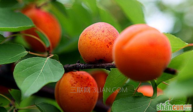 杏子什么季节成熟上市，吃杏子对人体有哪些好处    山村