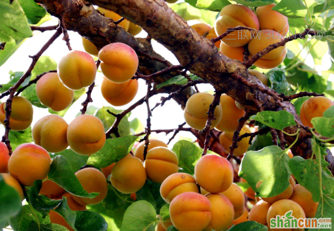 杏子什么季节成熟上市，吃杏子对人体有哪些好处    山村