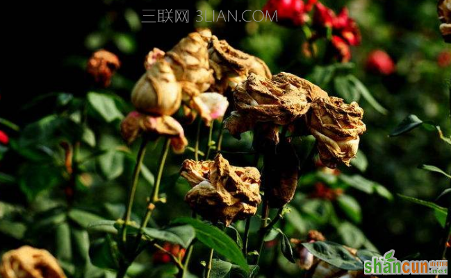 酸雨是怎么形成的，它的危害有哪些    山村