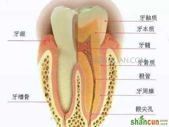 牙齿结构示意图