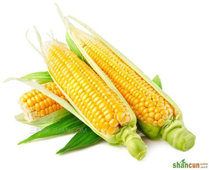 玉米3.jpg