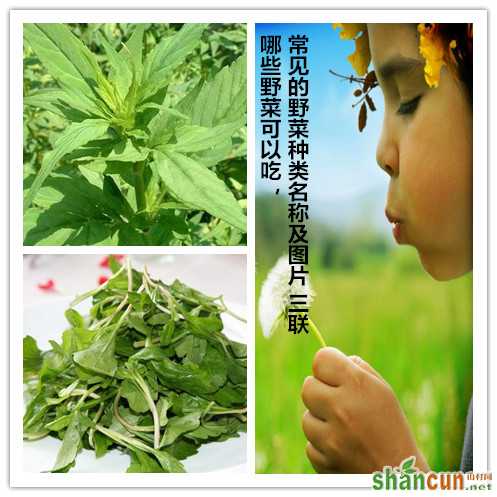 哪些野菜可以吃，常见的野菜种类名称及图片 山村