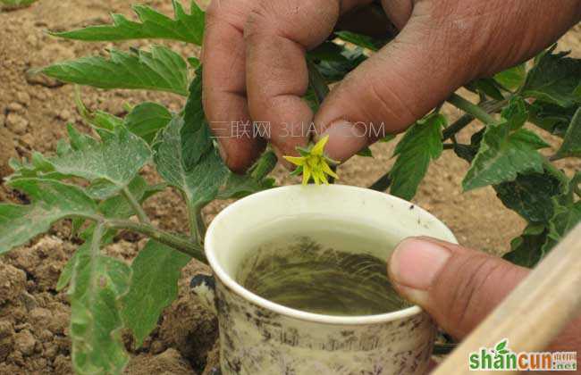 西红柿的种植管理技术