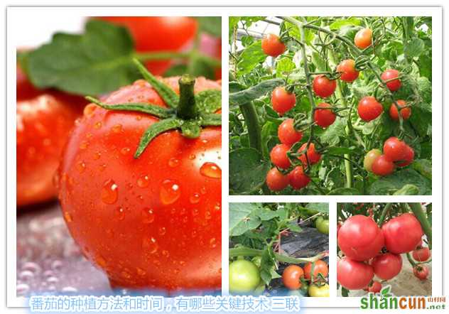 番茄的种植方法和时间，有哪些关键技术 山村