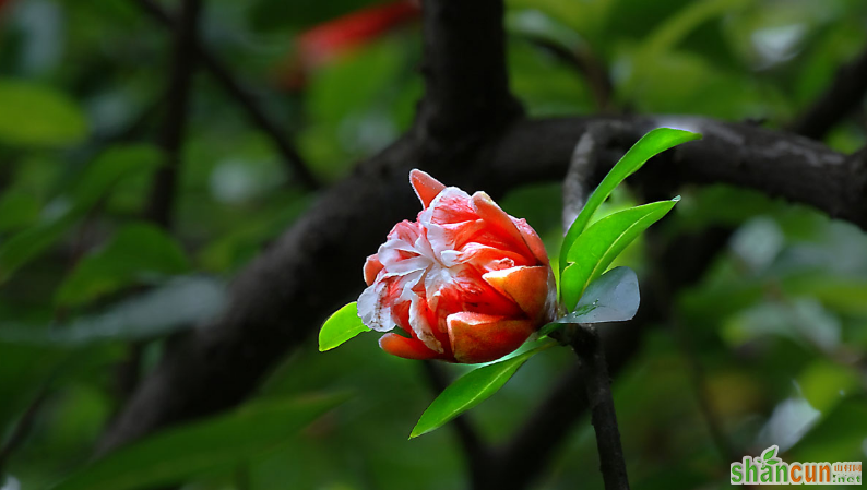 石榴花怎么养殖方法，怎么养才长得好 山村