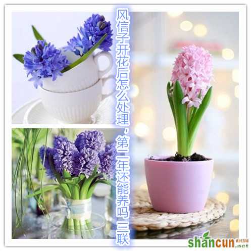 风信子开花后怎么处理，第二年还能养吗.jpg