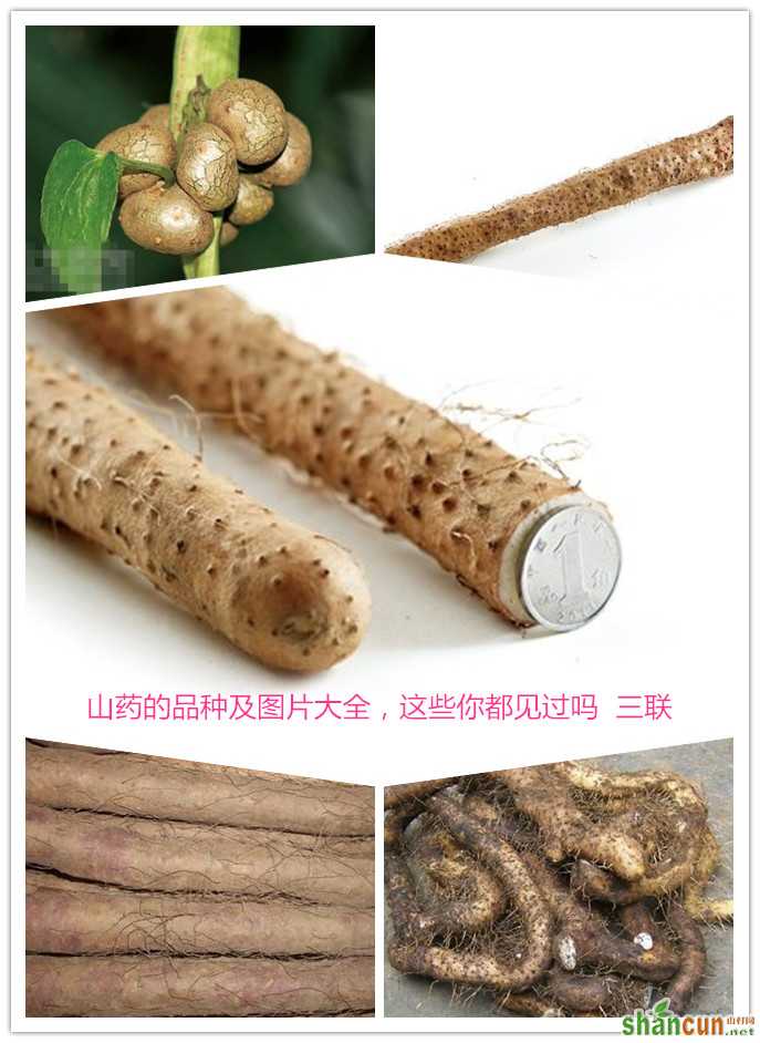 山药的品种及图片大全，这些你都见过吗 山村