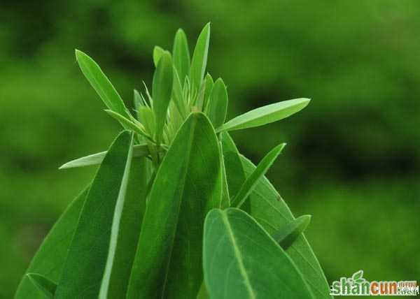 对音乐最敏感的植物 山村