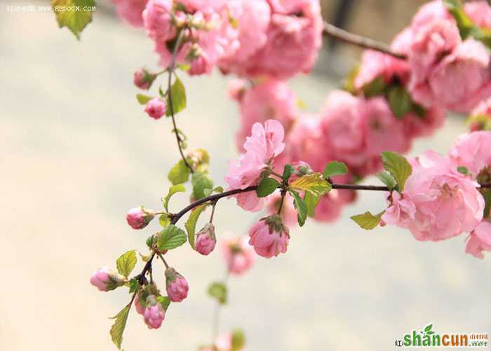 PS调出青粉色调花朵照片 山村