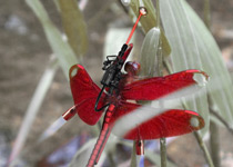 PS蜻蜓合成 山村