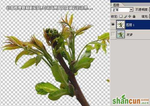 学习给植物照片抠图的PS教程
